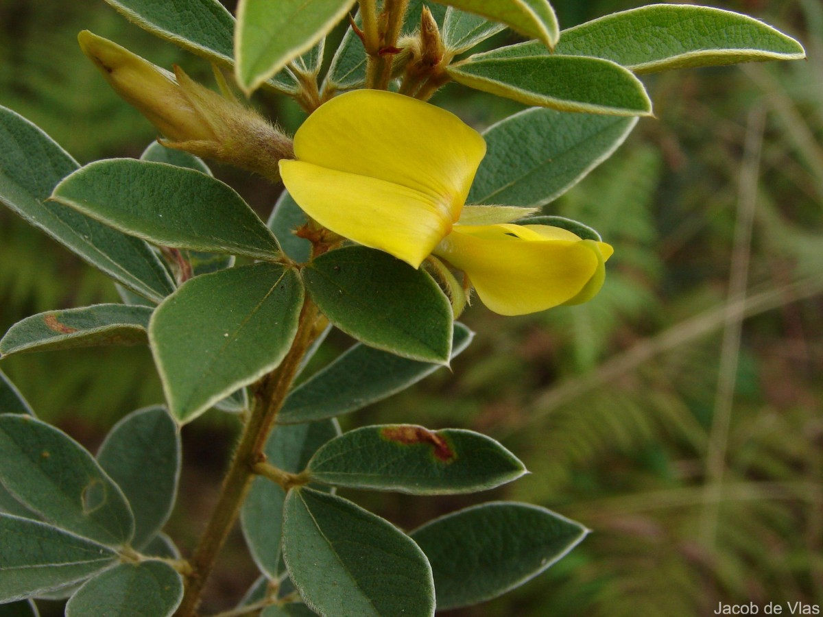 Cajanus trinervius (DC.) Maesen